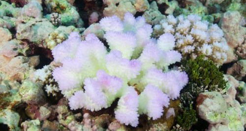 About Coral Bleaching